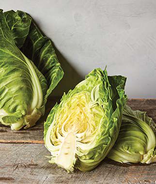 Cabbage, Early Jersey Wakefield - Plants Seeds