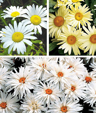 Shasta Daisy Collection - Plants Seeds