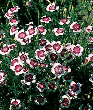 Dianthus, Arctic Fire - Plants Seeds