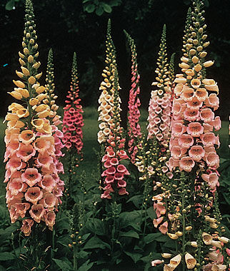 Foxglove, Excelsior Mix - Plants Seeds