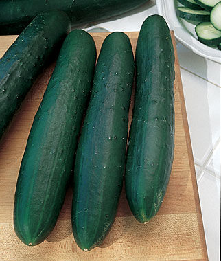 Cucumber, Marketmore 76 - Plants Seeds