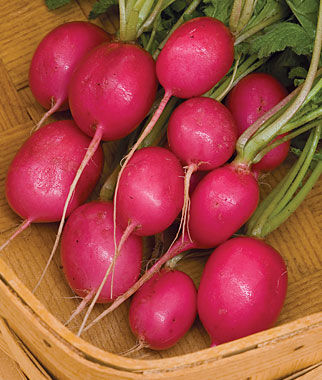 Radish Pink Beauty