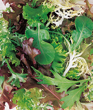Mesclun, Spicy Mix - Plants Seeds
