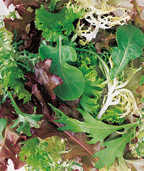 Mesclun, Spicy Mix - Plants Seeds