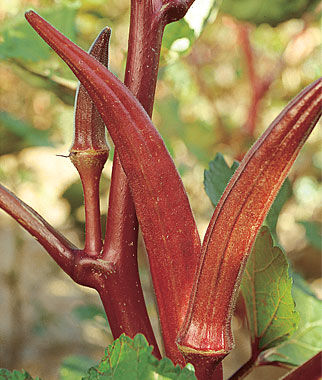 Okra Red Velvet Organic