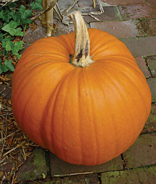 Pumpkin, Small Sugar Organic - Plants Seeds