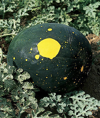 Watermelon, Moon and Stars Organic - Plants Seeds