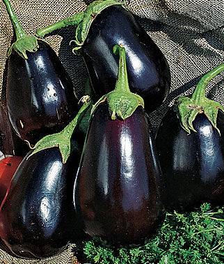 Eggplant, Black Beauty Organic - Plants Seeds