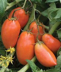 Tomato, San Marzano Organic - Plants Seeds