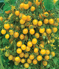 Tomato, Mirabelle Blanche Organic - Plants Seeds