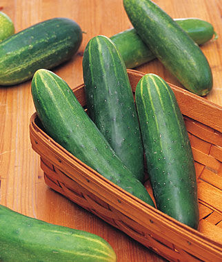 Cucumber, Double Yield Organic - Plants Seeds