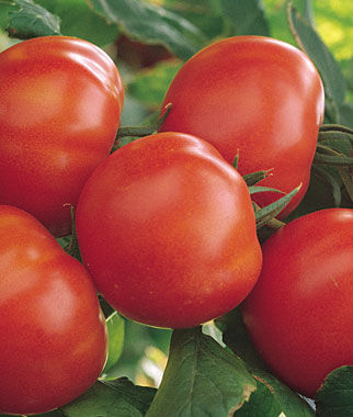 Tomato Matina Organic