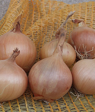 Onion, Sturon Organic - Plants Seeds