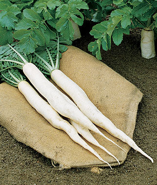 Radish, Daikon Long - Plants Seeds