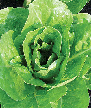 Lettuce Vivian Organic