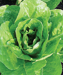Lettuce, Vivian Organic - Plants Seeds