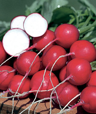 Radish German Giant Organic