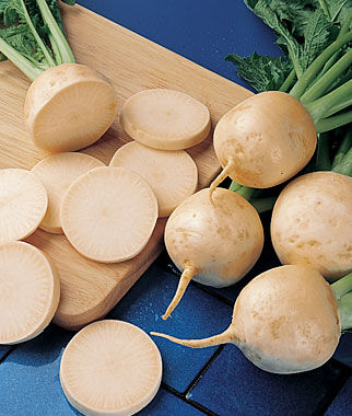 Turnip, Golden Globe Organic - Plants Seeds