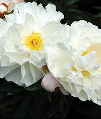 Peony, Immaculee - Plants Seeds