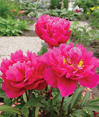 Peony, Karl Rosenfield - Plants Seeds