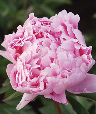 Peony, Sarah Bernhardt - Plants Seeds