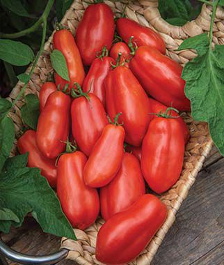 Tomato San Marzano