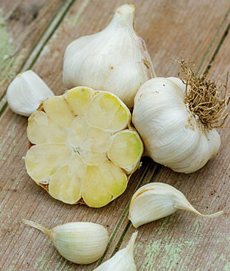 Garlic, Transylvania - Plants Seeds