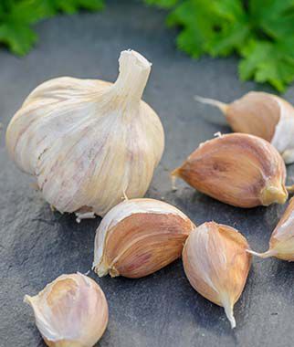 Garlic, German Red - Plants Seeds