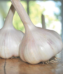 Garlic, California Early - Plants Seeds