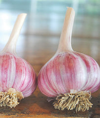 Garlic, Chesnok Red - Plants Seeds