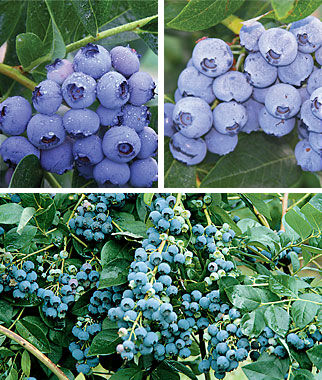 Blueberry, 90 days Northern Collection - Seedsplant