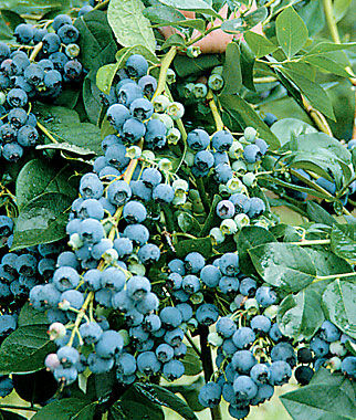 Blueberry, Jersey - Seedsplant