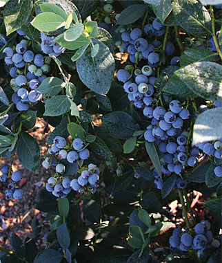 Blueberry, Misty - Seedsplant