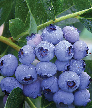 Blueberry, Patriot - Seedsplant