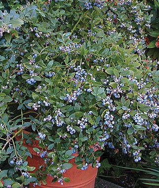 Blueberry, Sunshine Blue - Seedsplant