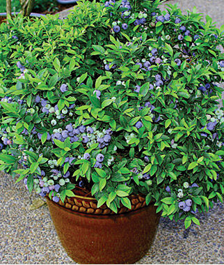 Blueberry, Top Hat - Seedsplant