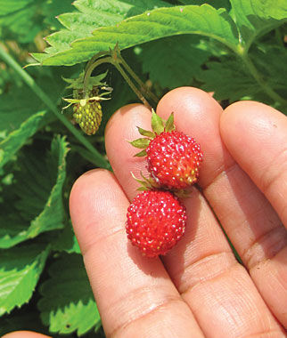 Strawberry, Alpine Alexandria - Plants Seeds