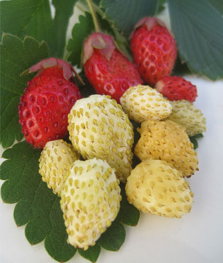 white strawberry red seeds Strawberry Alpine Collection Mixed Strawberry Seeds to Plant - Red Yellow White Mixed in a Pack Climbing Strawberry - Heirloom Everbearing Fruit