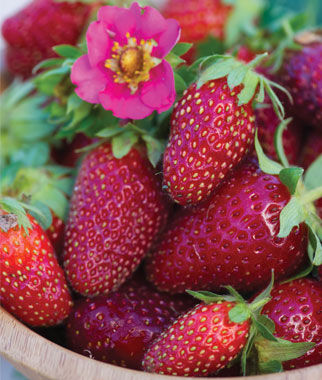 Strawberry Oorganic strawberry seeds  strawberry seeds for planting indoors Instructions included