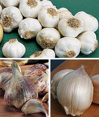 Garlic, Burpee's Best Collection - Plants Seeds