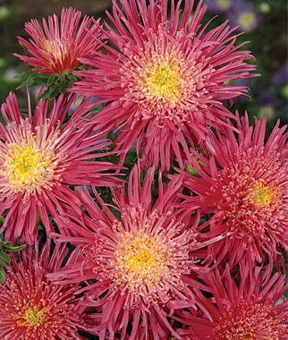 Aster Salmon Red