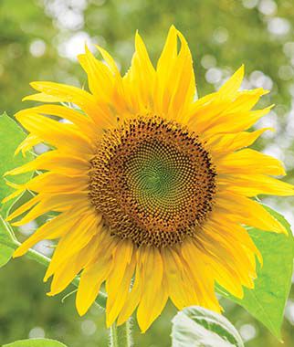 Sunflower Pikes Peak