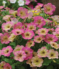 Petunia, Debonair Dusty Rose Hybrid - Plants Seeds
