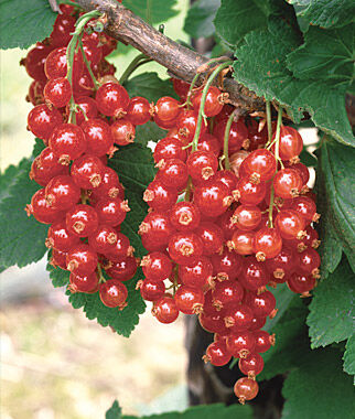 Currant Red Lake