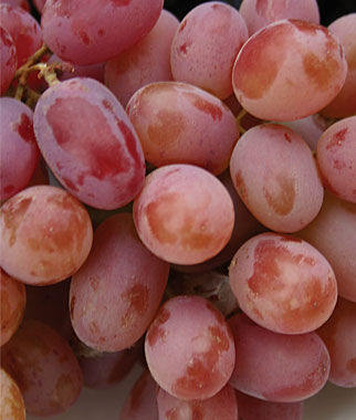 Grape Einset Seedless PP6160