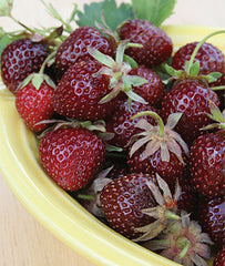 Strawberry, Purple Wonder ? - Plants Seeds
