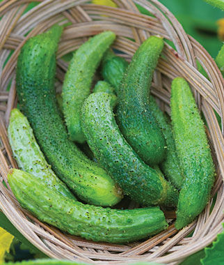 Cucumber, Parisian - Plants Seeds