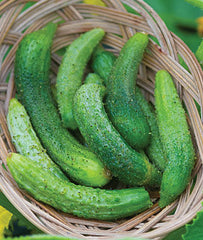 Cucumber, Parisian - Plants Seeds