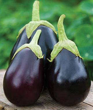 Eggplant, Early Midnight Hybrid - Plants Seeds