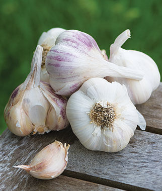 Garlic, Burpee's Best Spring Collection - Plants Seeds